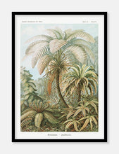 Indlæs billede til gallerivisning palmer | ERNST HAECKEL - decoARTE