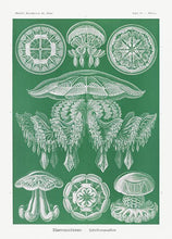 Indlæs billede til gallerivisning gobler  |  ERNST HAECKEL - decoARTE