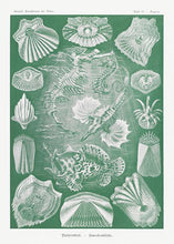 Indlæs billede til gallerivisning havdyr  |  ERNST HAECKEL - decoARTE