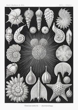 Indlæs billede til gallerivisning konkylier  |  ERNST HAECKEL - decoARTE