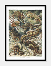 Indlæs billede til gallerivisning veraner | ERNST HAECKEL - decoARTE