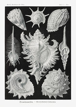 Indlæs billede til gallerivisning 10 Ernst Haeckel kort