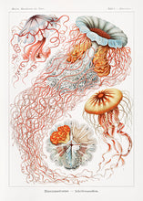 Indlæs billede til gallerivisning 10 Ernst Haeckel kort