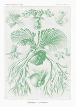 Indlæs billede til gallerivisning havplanter | ERNST HAECKEL - decoARTE