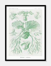 Indlæs billede til gallerivisning havplanter | ERNST HAECKEL - decoARTE