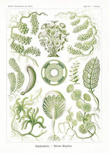 Indlæs billede til gallerivisning havplanter | ERNST HAECKEL - decoARTE