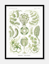 Indlæs billede til gallerivisning havplanter | ERNST HAECKEL - decoARTE