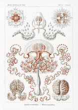 Indlæs billede til gallerivisning gobler | ERNST HAECKEL - decoARTE