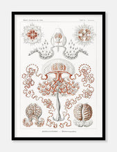 Indlæs billede til gallerivisning gobler | ERNST HAECKEL - decoARTE
