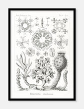 Indlæs billede til gallerivisning tang | ERNST HAECKEL - decoARTE