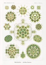 Indlæs billede til gallerivisning plankton | ERNST HAECKEL - decoARTE