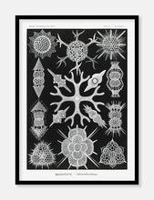 Indlæs billede til gallerivisning plankton | ERNST HAECKEL - decoARTE