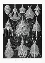 Indlæs billede til gallerivisning sødyr  |  ERNST HAECKEL - decoARTE