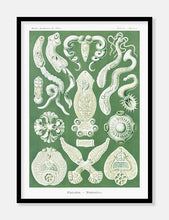 Indlæs billede til gallerivisning plankton | ERNST HAECKEL - decoARTE