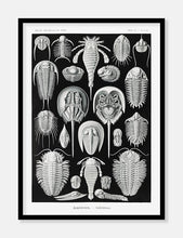 Indlæs billede til gallerivisning smådyr | ERNST HAECKEL - decoARTE