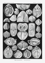 Indlæs billede til gallerivisning muslinger  |  ERNST HAECKEL - decoARTE