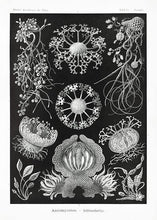 Indlæs billede til gallerivisning skimmel | ERNST HAECKEL - decoARTE