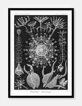 Indlæs billede til gallerivisning plankton | ERNST HAECKEL - decoARTE