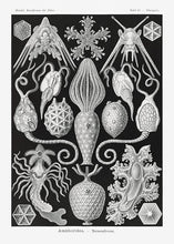 Indlæs billede til gallerivisning plankton | ERNST HAECKEL - decoARTE