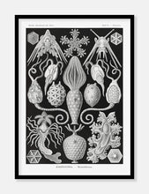 Indlæs billede til gallerivisning plankton | ERNST HAECKEL - decoARTE
