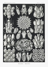 Indlæs billede til gallerivisning havdyr  |  ERNST HAECKEL - decoARTE