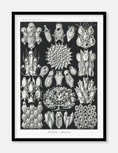 Indlæs billede til gallerivisning havdyr  |  ERNST HAECKEL - decoARTE