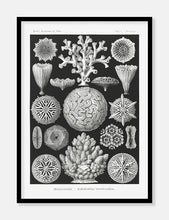 Indlæs billede til gallerivisning koraller | ERNST HAECKEL - decoARTE