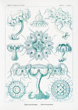 Indlæs billede til gallerivisning 10 Ernst Haeckel kort