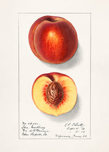 Indlæs billede til gallerivisning 10 frugtkort