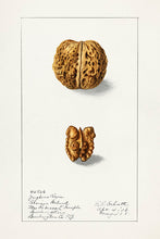 Indlæs billede til gallerivisning 10 frugtkort