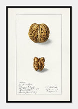 Indlæs billede til gallerivisning valnød | ELLEN ISHAM SCHUTT - decoARTE