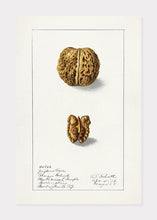 Indlæs billede til gallerivisning valnød | ELLEN ISHAM SCHUTT - decoARTE