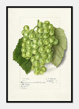 Indlæs billede til gallerivisning vindruer | ELLEN ISHAM SCHUTT - decoARTE