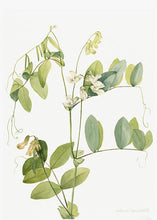 Indlæs billede til gallerivisning ærteblomster | MARY VAUX WALCOTT - decoARTE