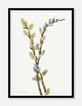 Indlæs billede til gallerivisning pilegrene | MARY VAUX WALCOTT - decoARTE