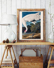 Indlæs billede til gallerivisning trompetertrane | JOHN JAMES AUDUBON - decoARTE