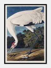Indlæs billede til gallerivisning trompetertrane | JOHN JAMES AUDUBON - decoARTE