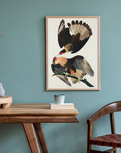 Indlæs billede til gallerivisning brasiliansk caracara | JOHN JAMES AUDUBON - decoARTE