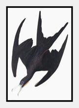 Indlæs billede til gallerivisning fregatpelikan | JOHN JAMES AUDUBON - decoARTE