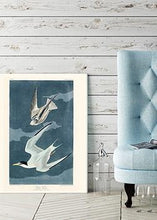 Indlæs billede til gallerivisning lille terne | - decoARTE