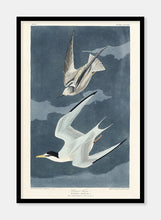 Indlæs billede til gallerivisning lille terne | - decoARTE