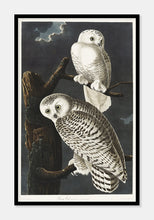 Indlæs billede til gallerivisning sneugler | JOHN JAMES AUDUBON - decoARTE