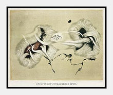 Indlæs billede til gallerivisning solpletter | ETIENNE LEOPOLD TROUVELOT - decoARTE