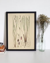 Indlæs billede til gallerivisning tuestar | FLORA DANICA-ILLUSTRATION - decoARTE
