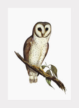 Indlæs billede til gallerivisning delikat ugle | ELIZABETH GOULD - decoARTE