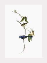 Indlæs billede til gallerivisning båndsmutte | ELIZABETH GOULD - decoARTE