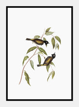 Indlæs billede til gallerivisning tasmansk honningæder | ELIZABETH GOULD - decoARTE