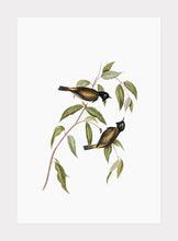 Indlæs billede til gallerivisning tasmansk honningæder | ELIZABETH GOULD - decoARTE