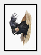 Indlæs billede til gallerivisning palmekakadu | ELIZABETH GOULD - decoARTE