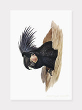 Indlæs billede til gallerivisning palmekakadu | ELIZABETH GOULD - decoARTE